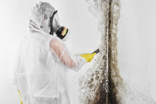 Best Health and Safety Mold Remediation in Dassel, MN