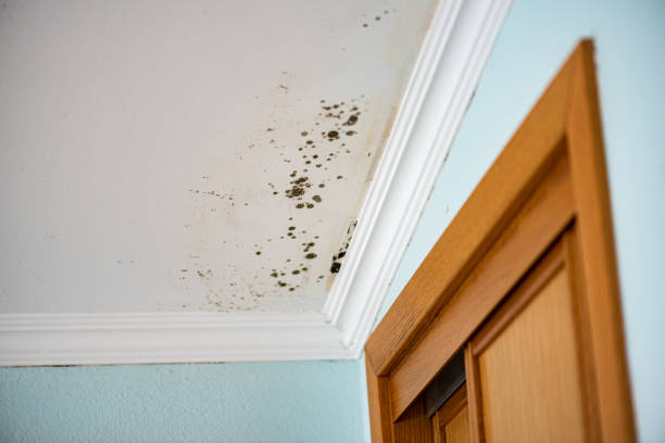 Best DIY Mold Remediation Support Services in Dassel, MN