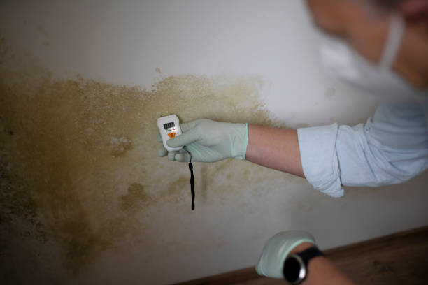 Best Bathroom Mold Remediation in Dassel, MN