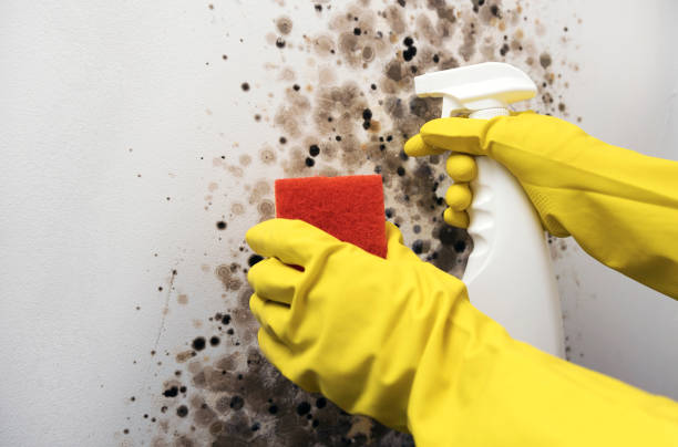Best Attic Mold Remediation in Dassel, MN