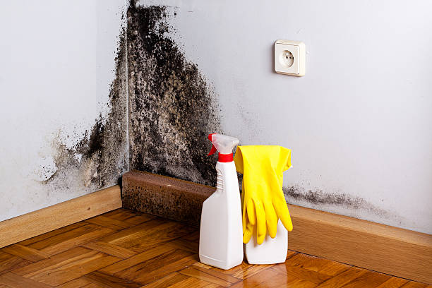 Best Attic Mold Remediation in Dassel, MN